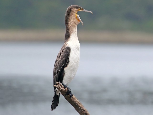 Immature (White-breasted) - Great Cormorant (White-breasted) - 