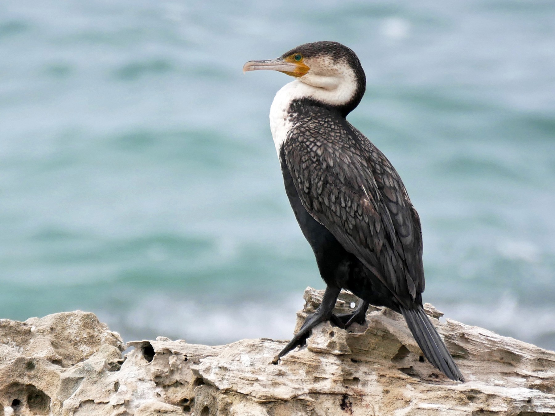 Great Cormorant - Tom Heijnen