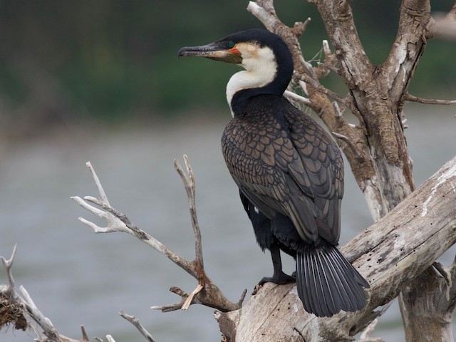 Adult (White-breasted) - Great Cormorant (White-breasted) - 