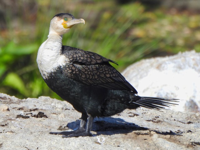 Adult (White-breasted) - Great Cormorant (White-breasted) - 