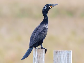  - Neotropic Cormorant