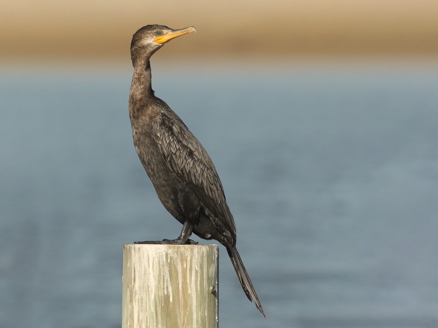 Neotropic Cormorant - Graham Montgomery