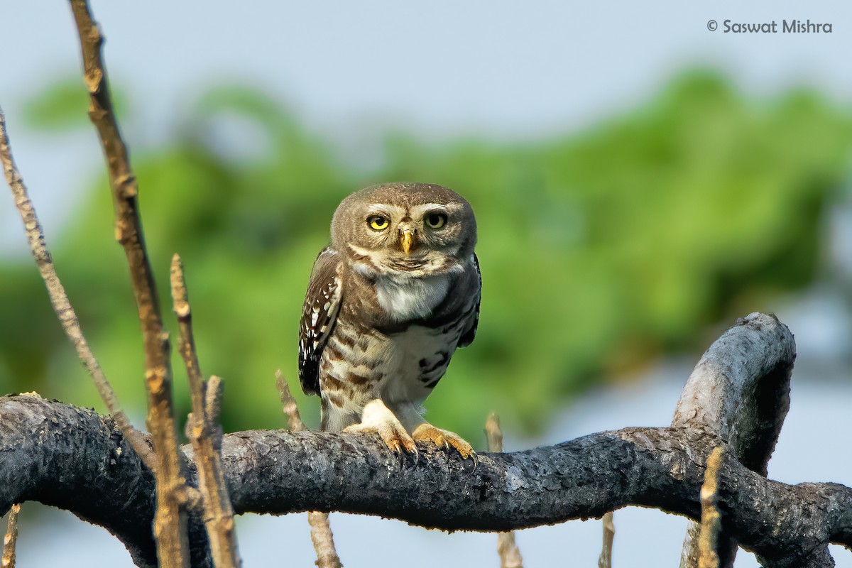 Forest Owlet - ML304401321