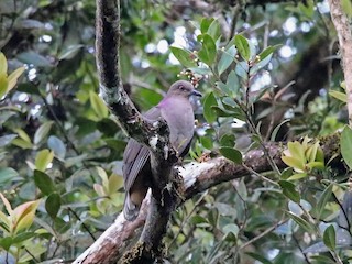  - Mindanao Brown-Dove