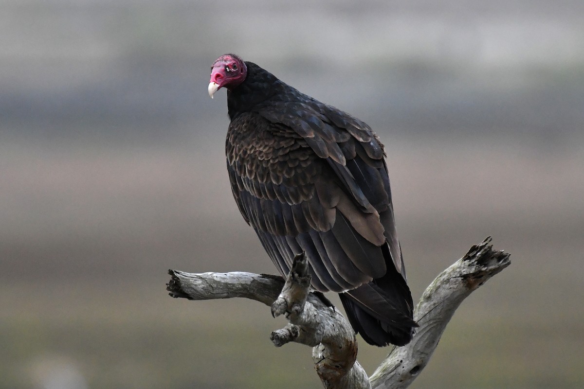 Turkey Vulture - Dave Kommel