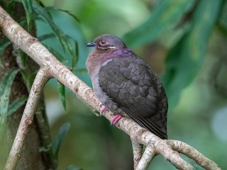  - Amethyst Brown-Dove