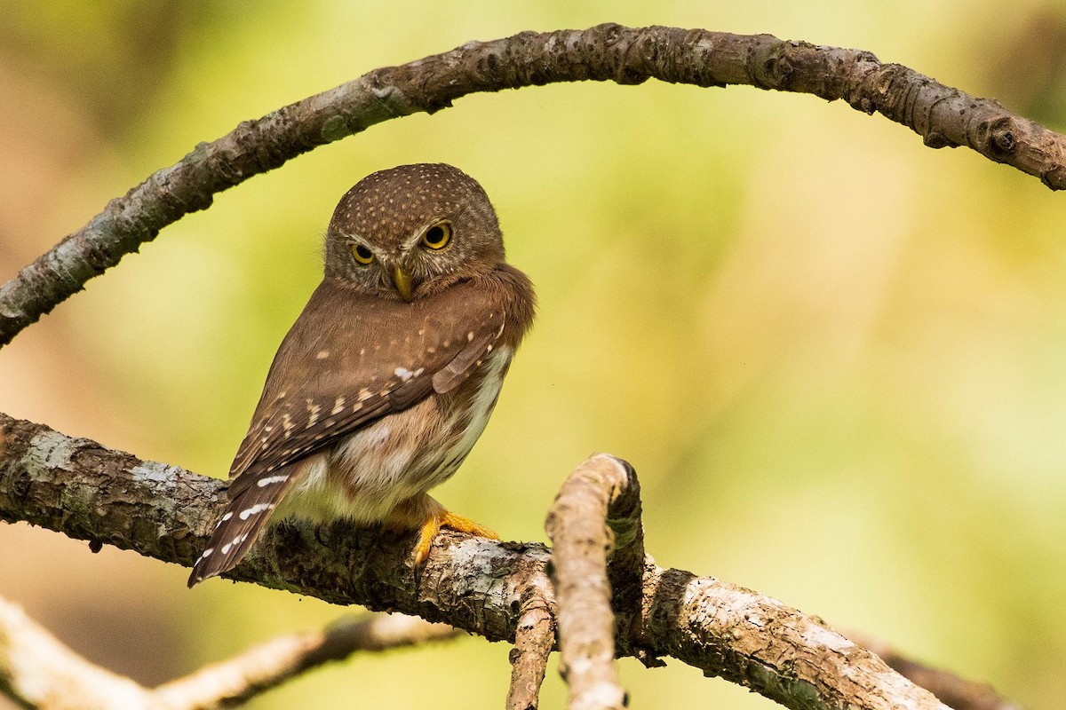 Colima Pygmy-Owl - ML304406471