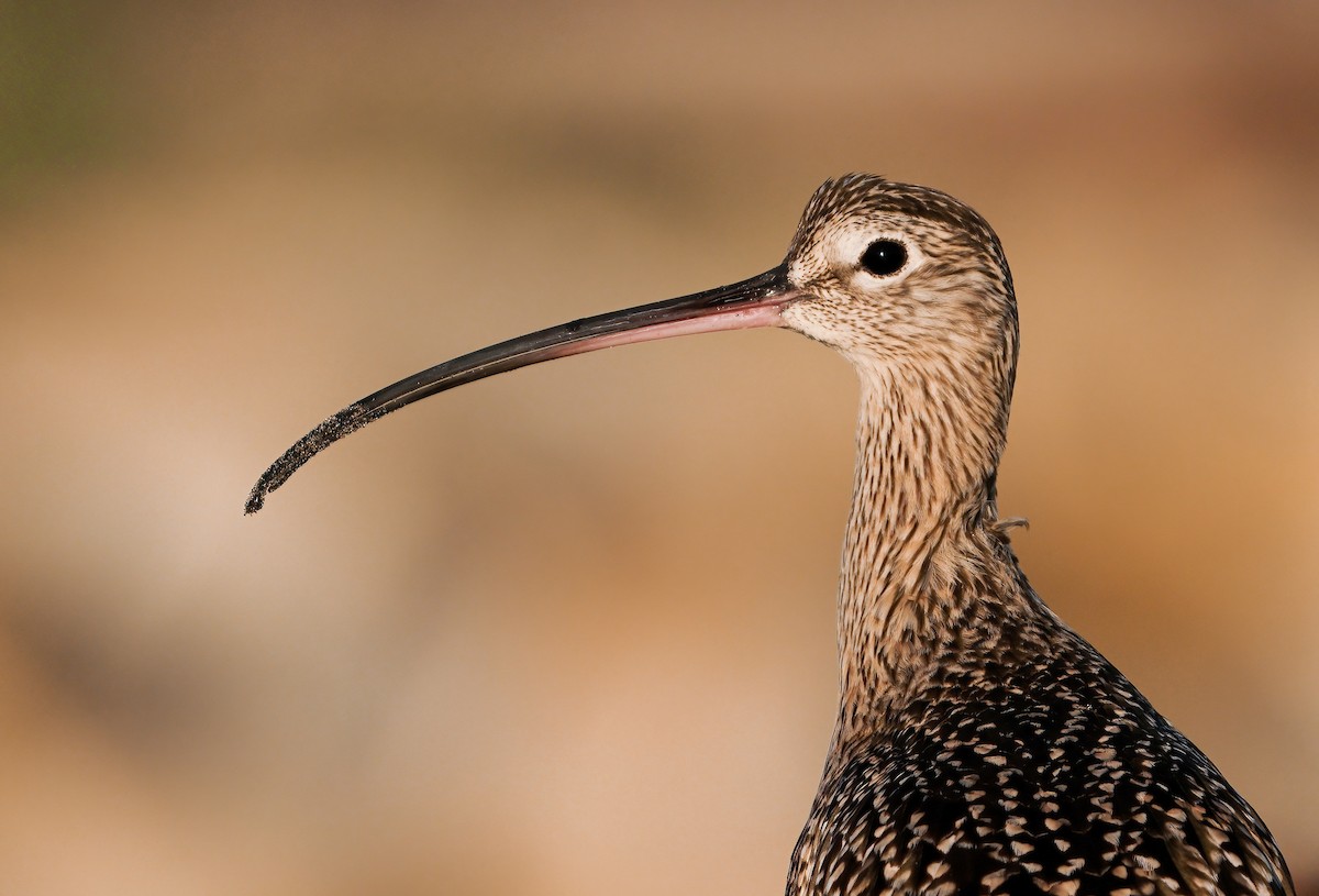 Long-billed Curlew - ML304406531