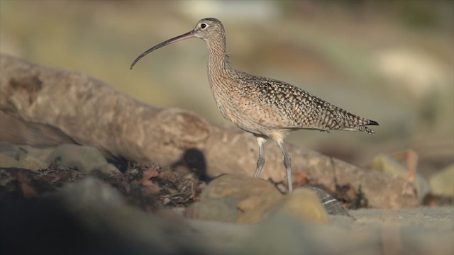 Long-billed Curlew - ML304406761