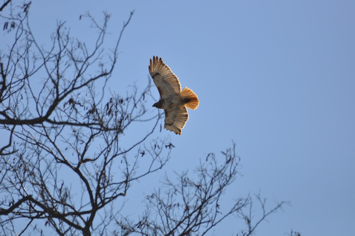Red-tailed Hawk - ML304407501