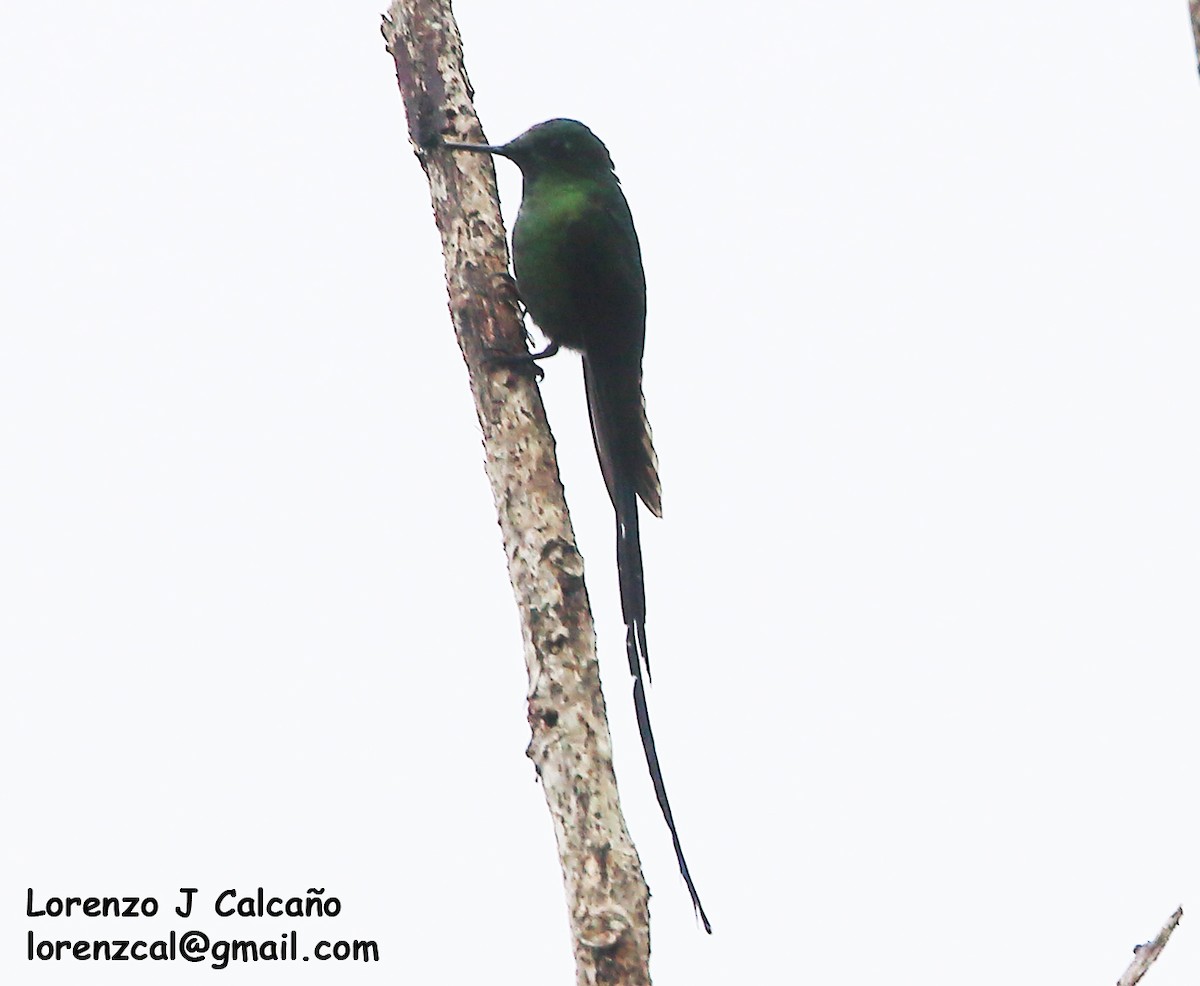 Long-tailed Sylph - ML304418821