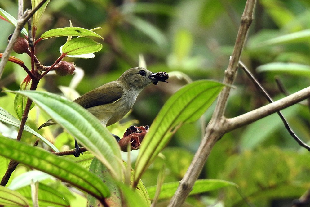 Andaman Flowerpecker - ML304421531
