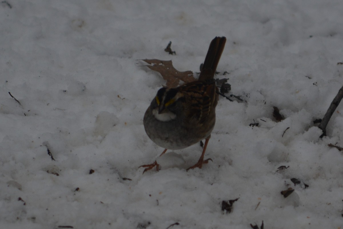 White-throated Sparrow - Gregory Sanderson