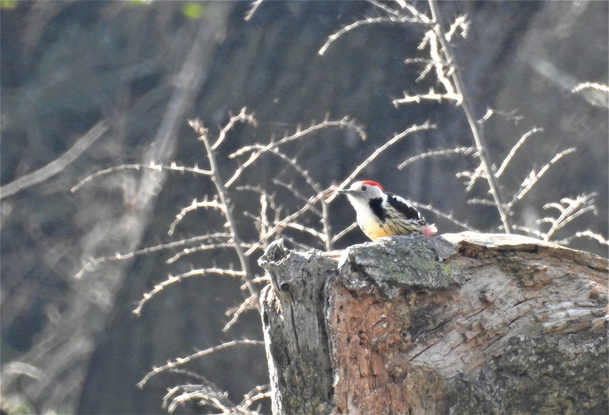 Middle Spotted Woodpecker - ML304430221
