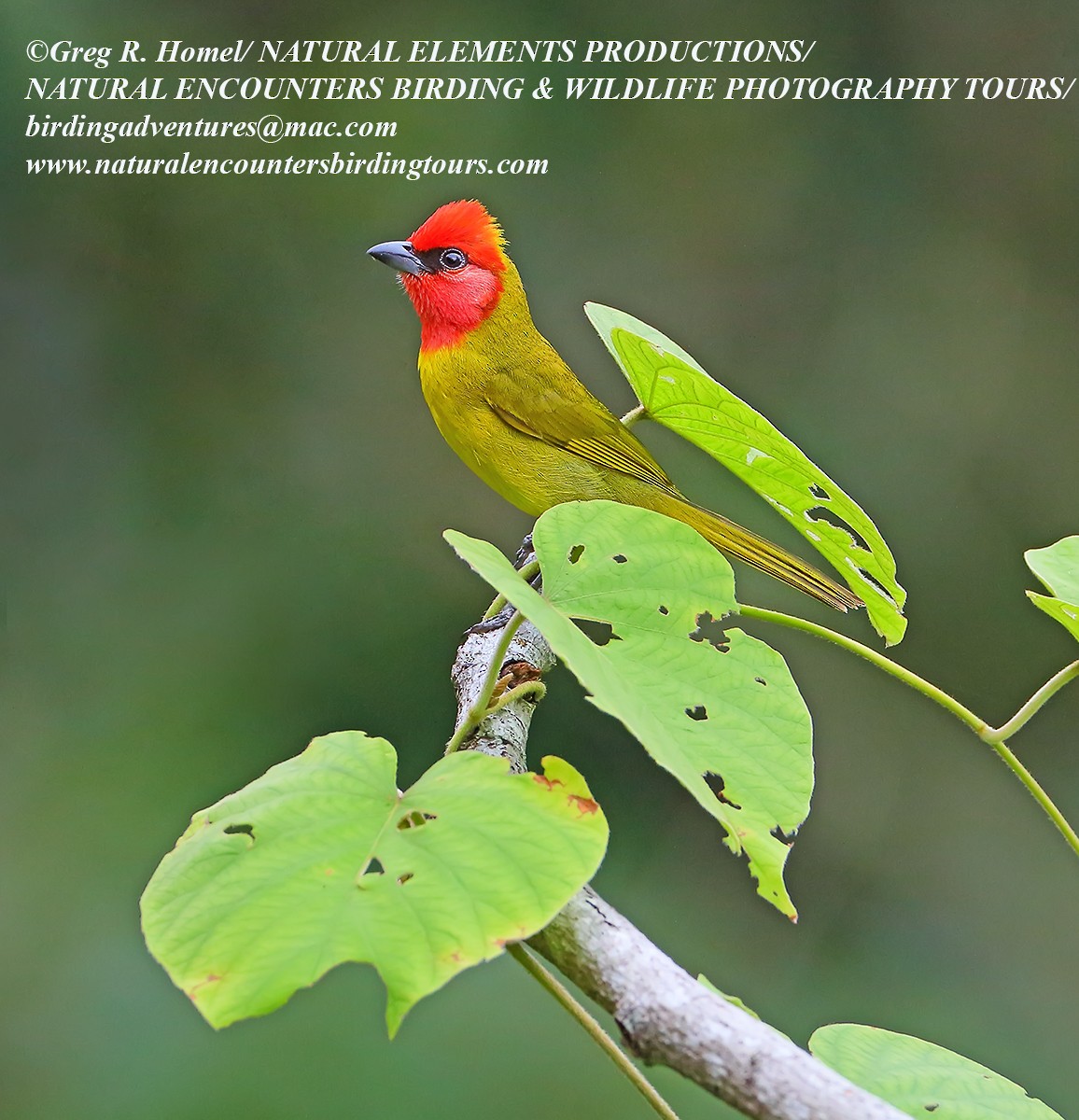 Red-headed Tanager - ML30443391