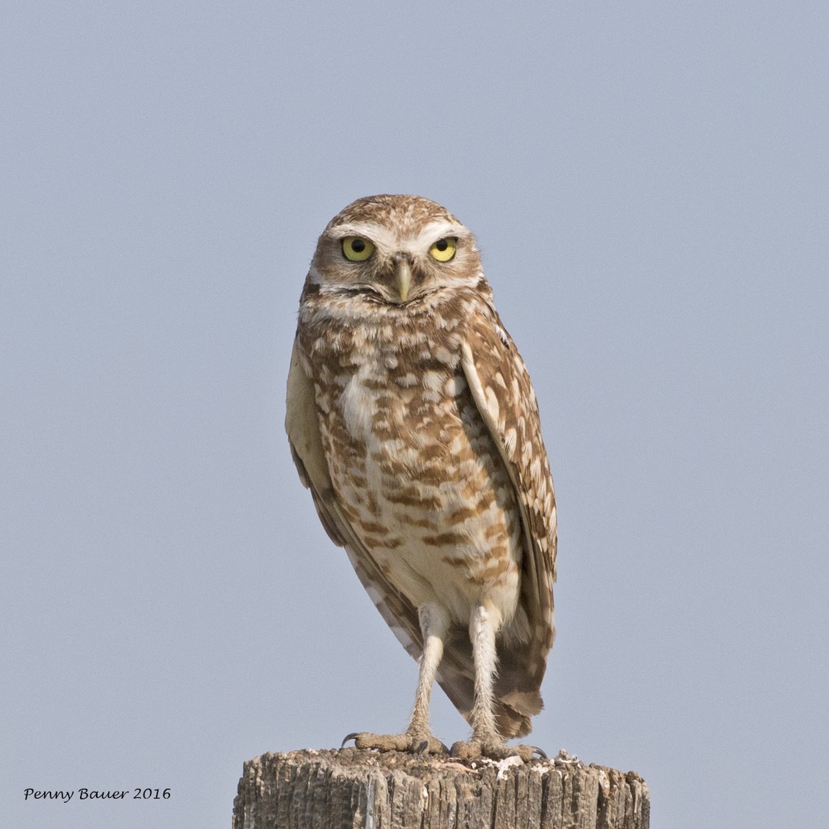 Burrowing Owl - Penelope Bauer