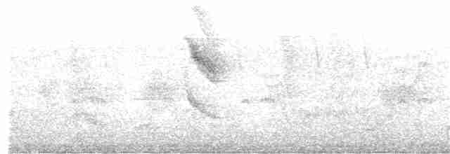 Tourterelle à ailes blanches - ML304442641
