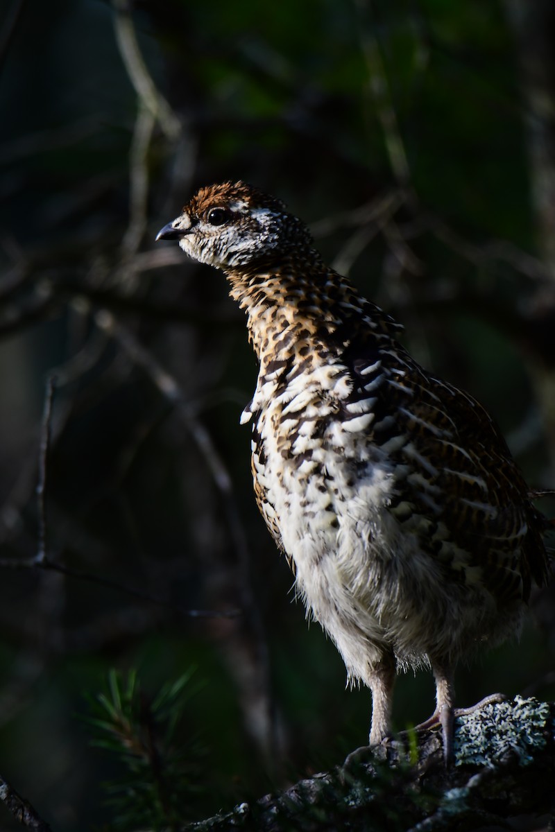 eBird Checklist 21 Jul 2020 HuronManistee National Forests, Mio US