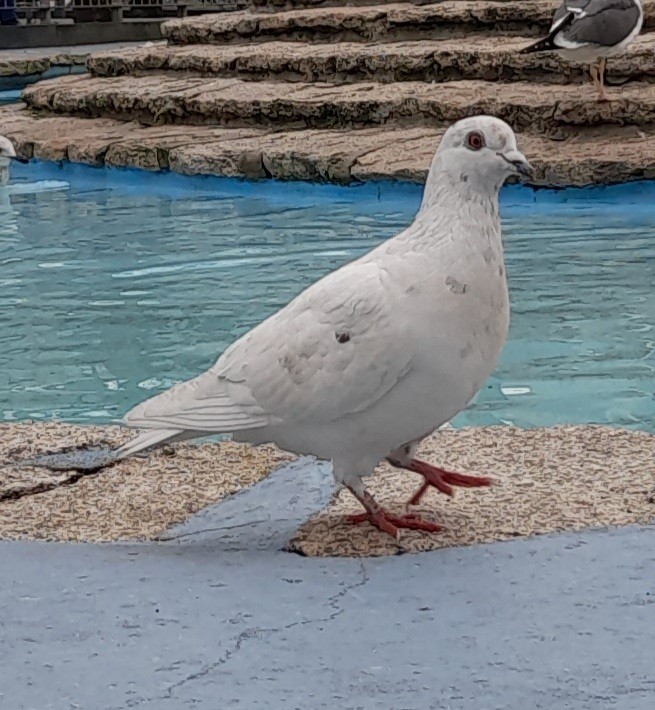Rock Pigeon (Feral Pigeon) - ML304445241