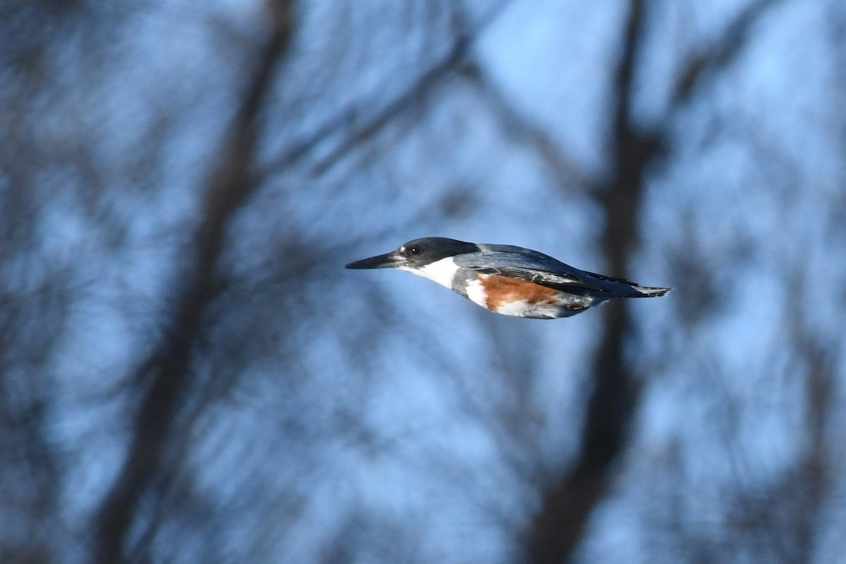 Belted Kingfisher - ML304445311