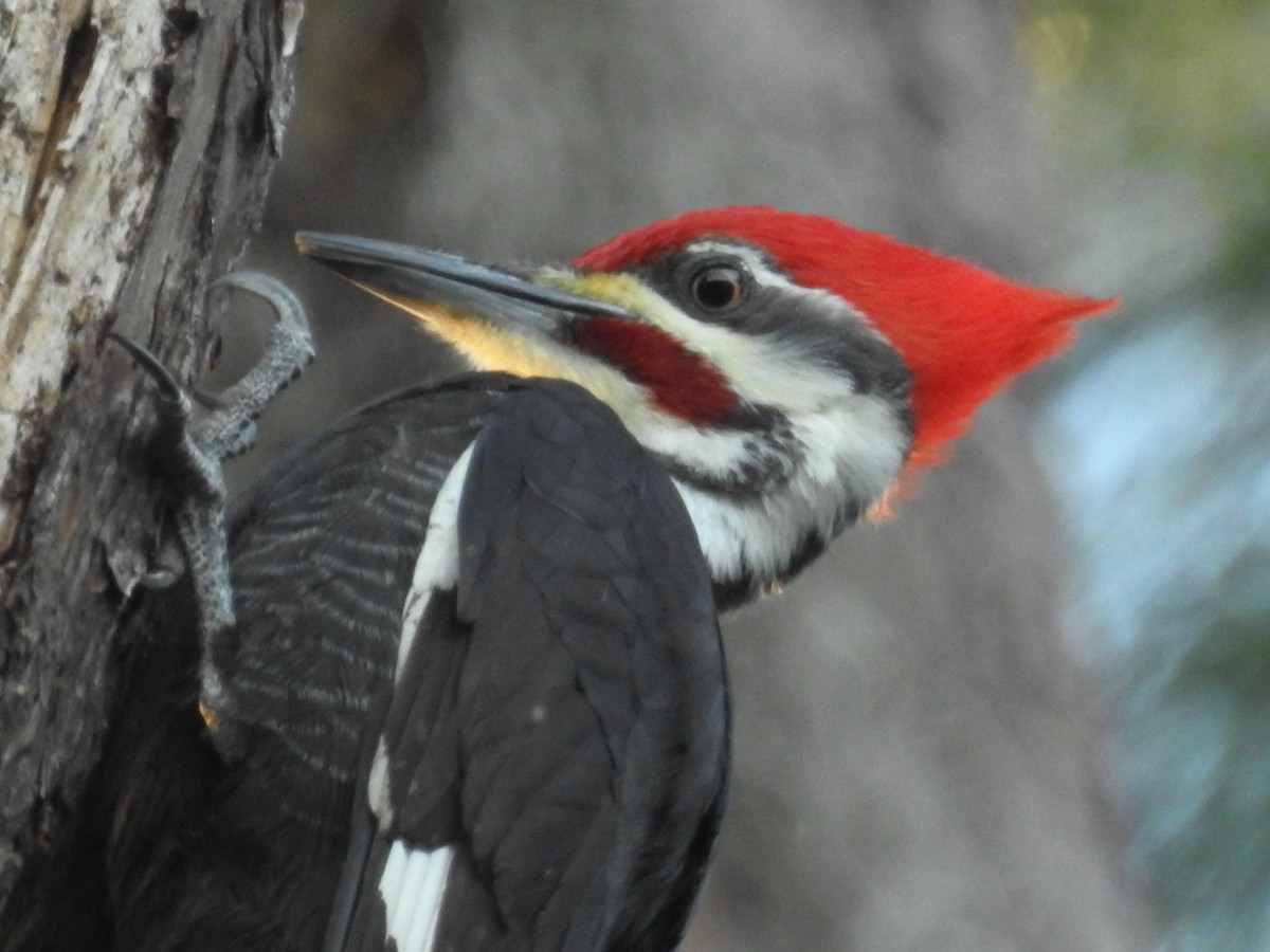 Pileated Woodpecker - Jeffrey Gammon