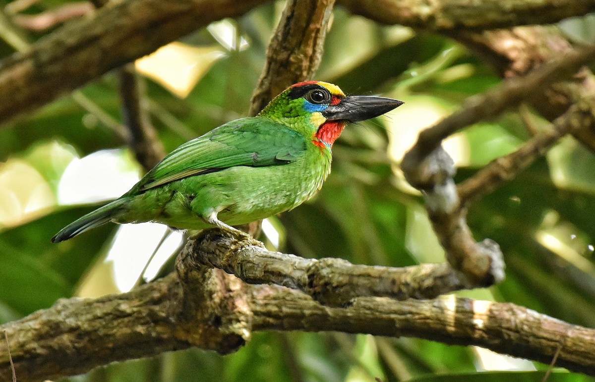 Red-throated Barbet - ML304447361