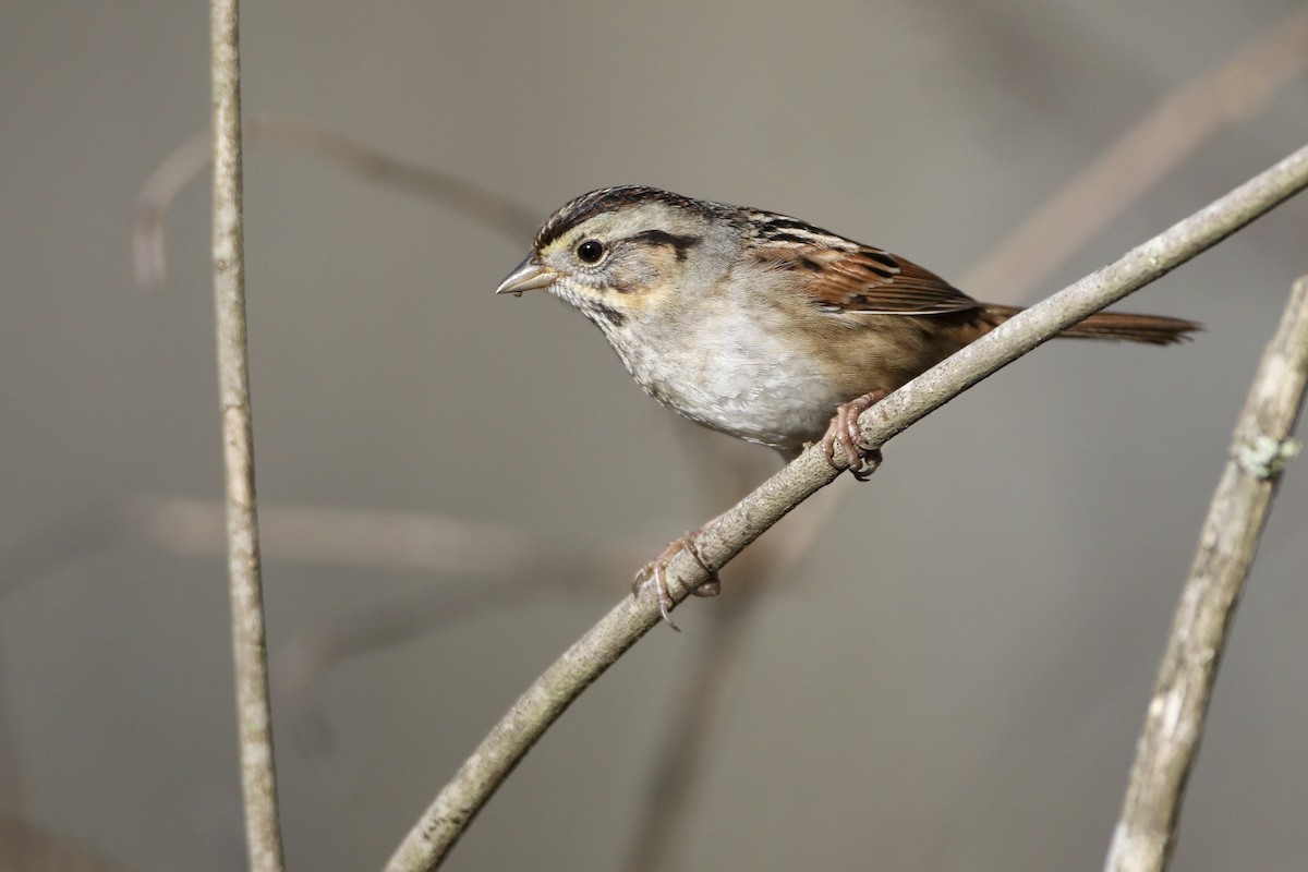 Swamp Sparrow - John Garrett