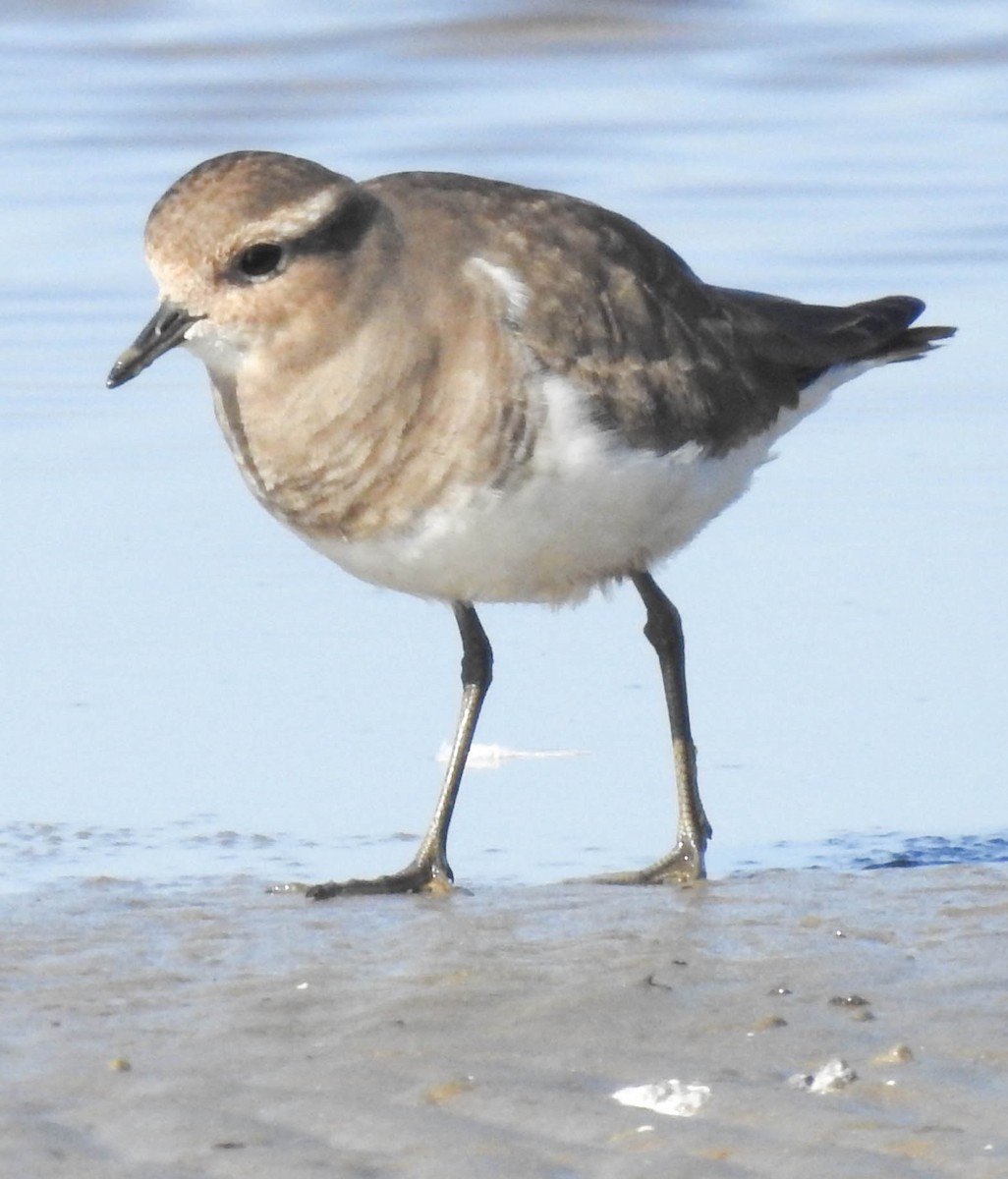Rufous-chested Dotterel - ML30444971