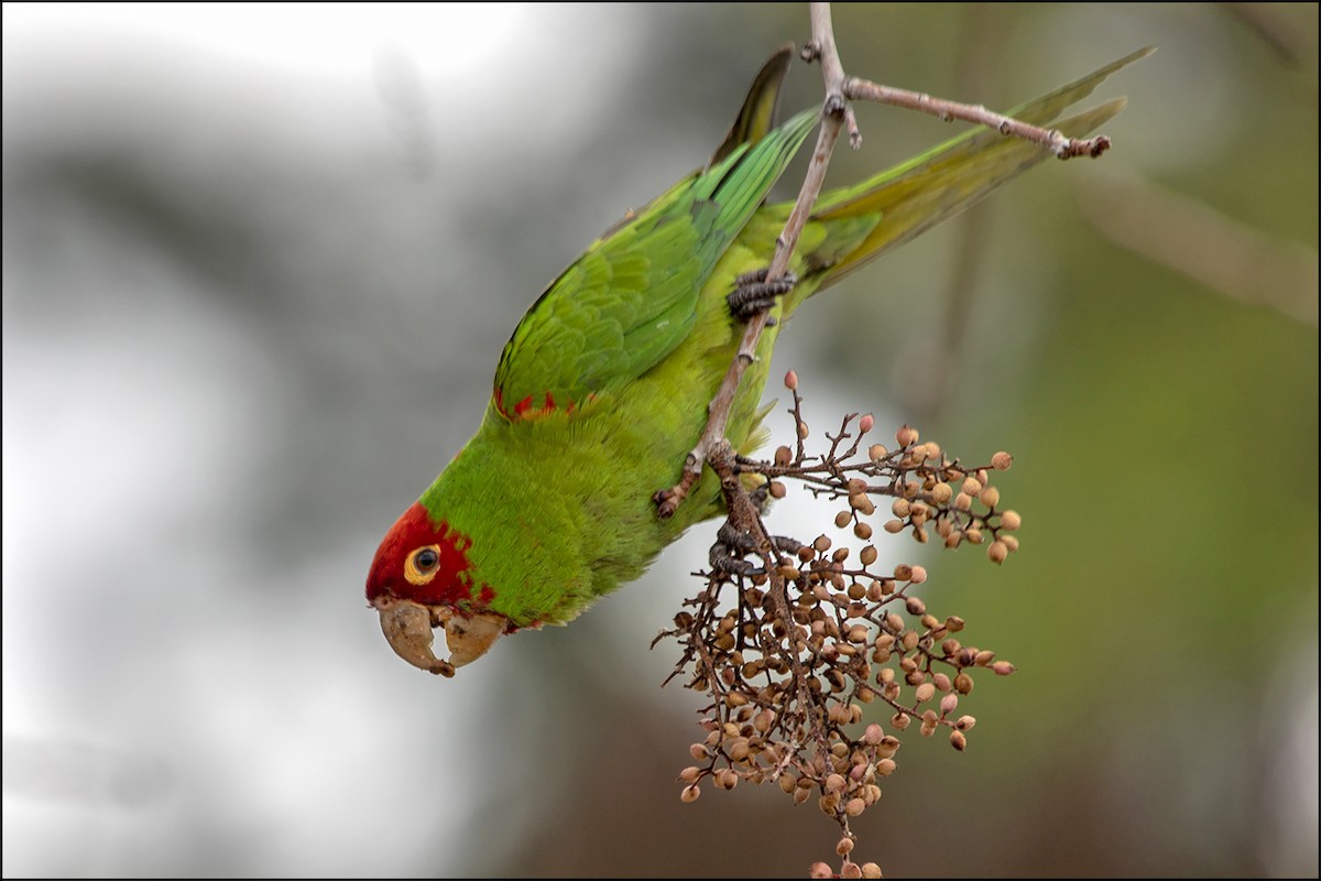 Guayaquil Papağanı - ML304450511