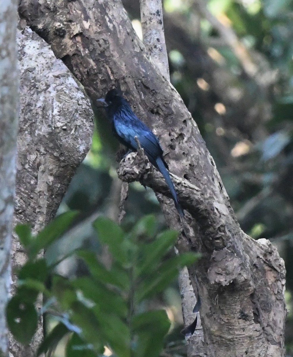 Greater Racket-tailed Drongo - ML304451121
