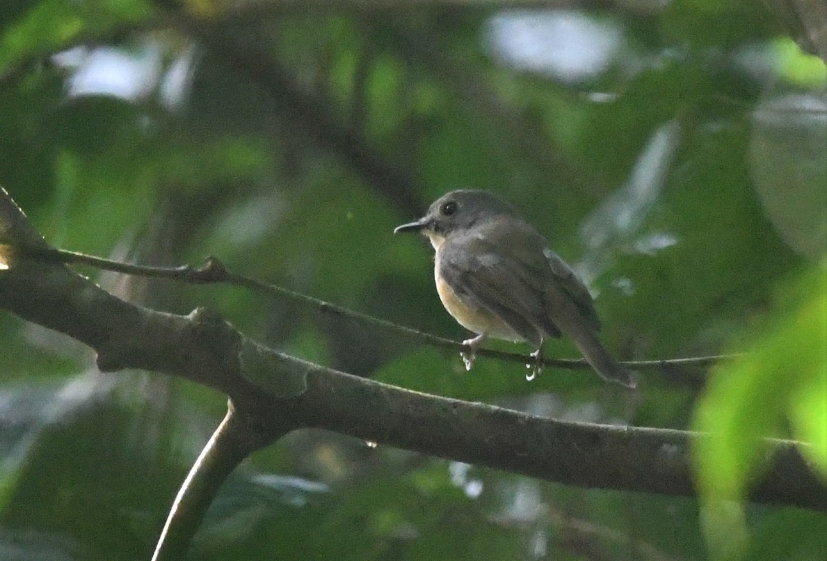 Pale-chinned Flycatcher - ML304451581