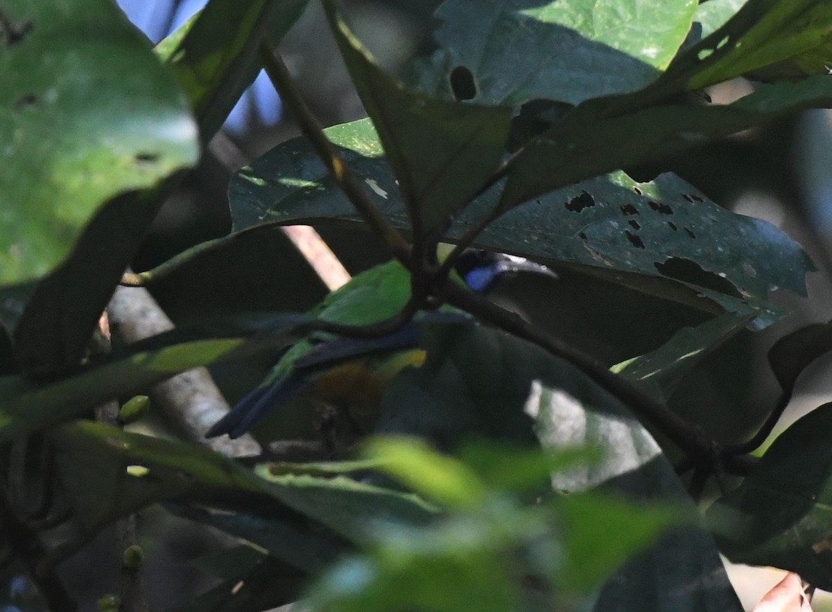 Orange-bellied Leafbird - ML304452261