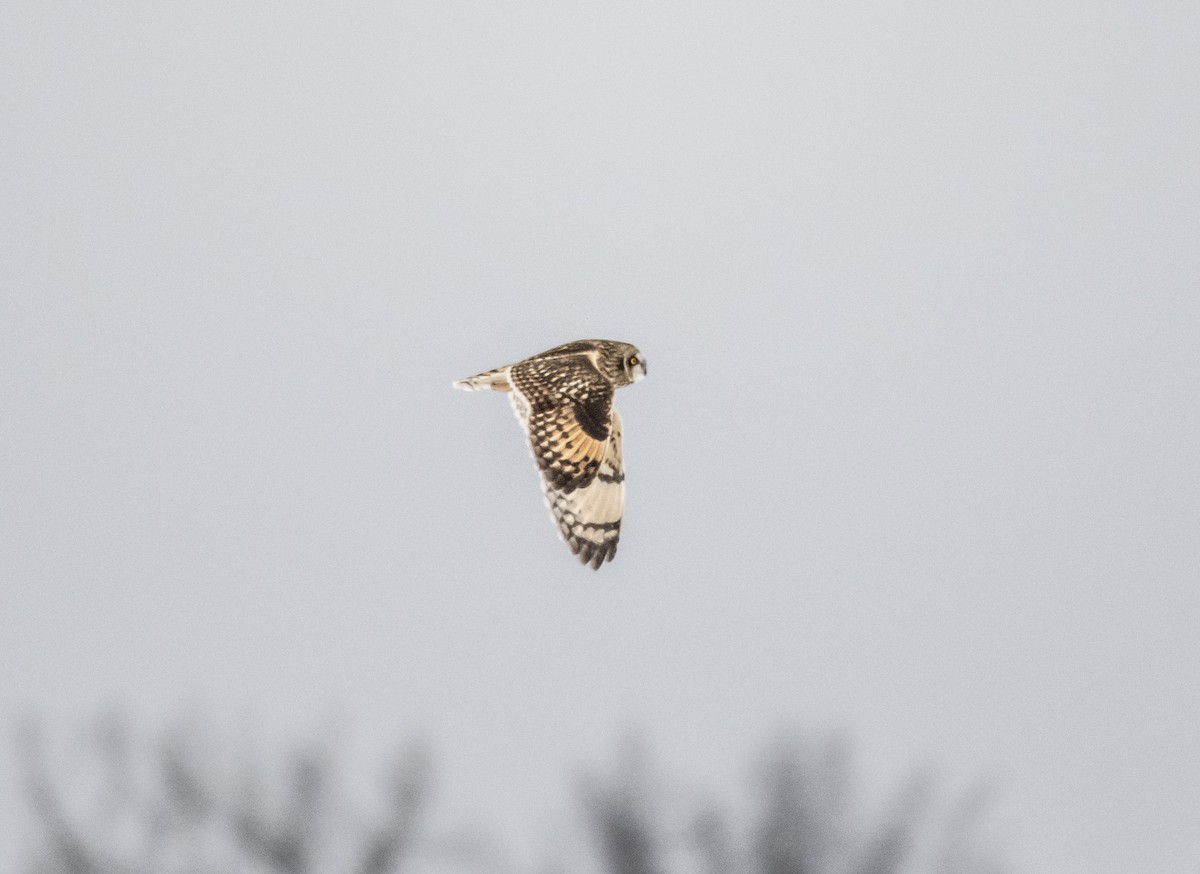 Short-eared Owl - ML304452381