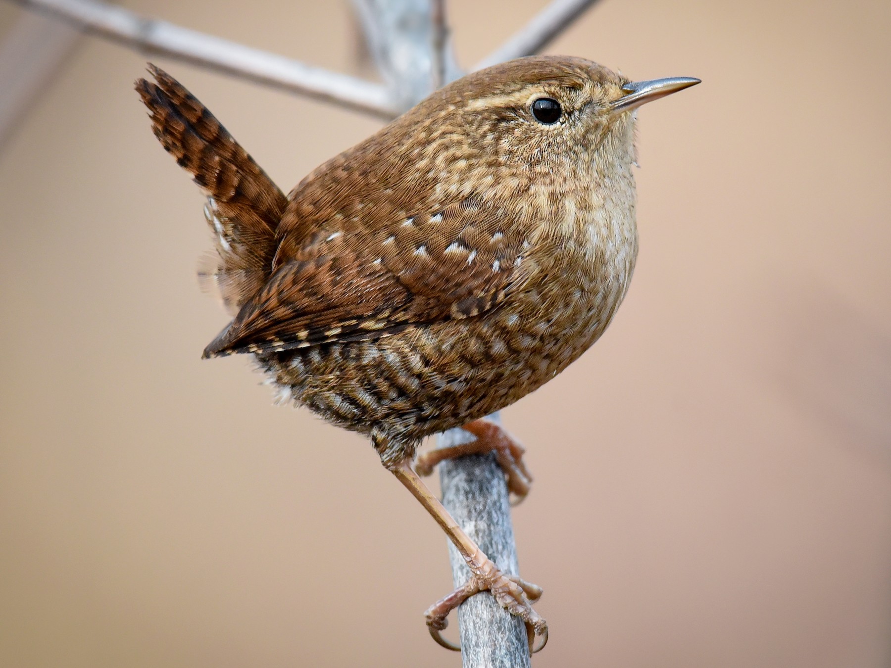 Winter Wren - Scott Martin