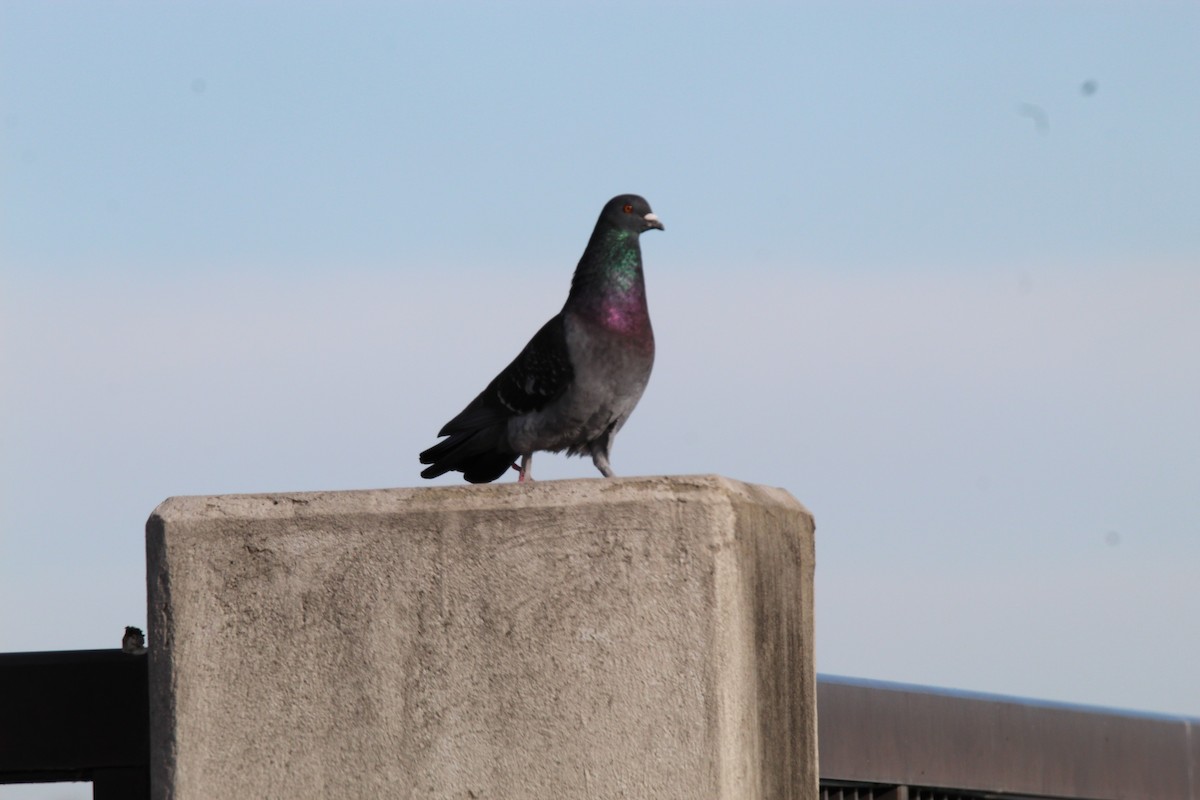 Rock Pigeon (Feral Pigeon) - ML304460321