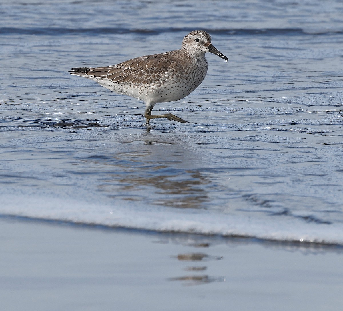 Red Knot - ML304460681