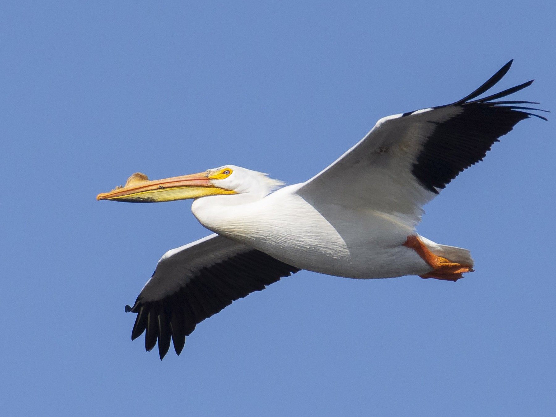 American White Pelican - Marky Mutchler