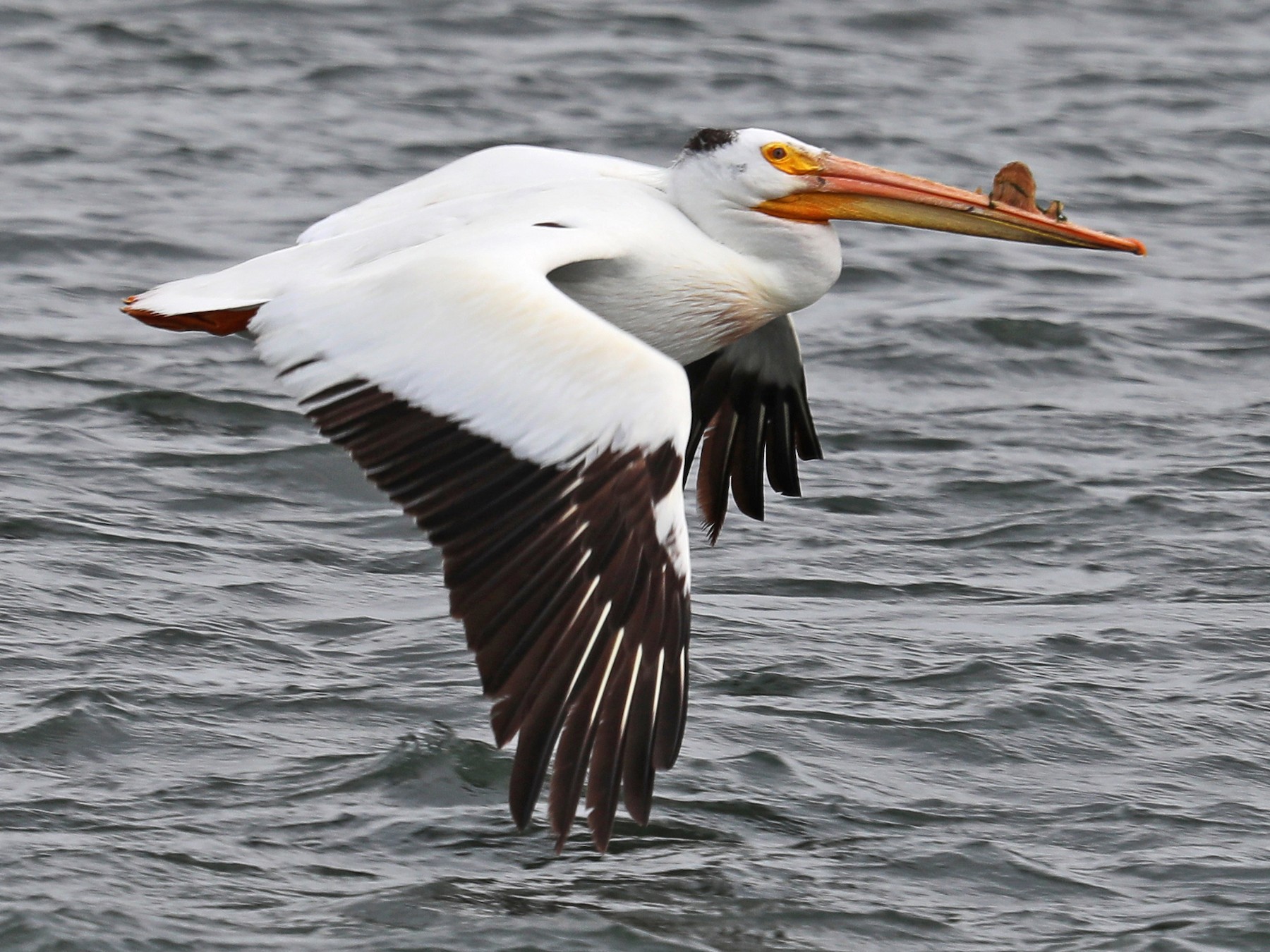 American White Pelican - Daniel Jauvin