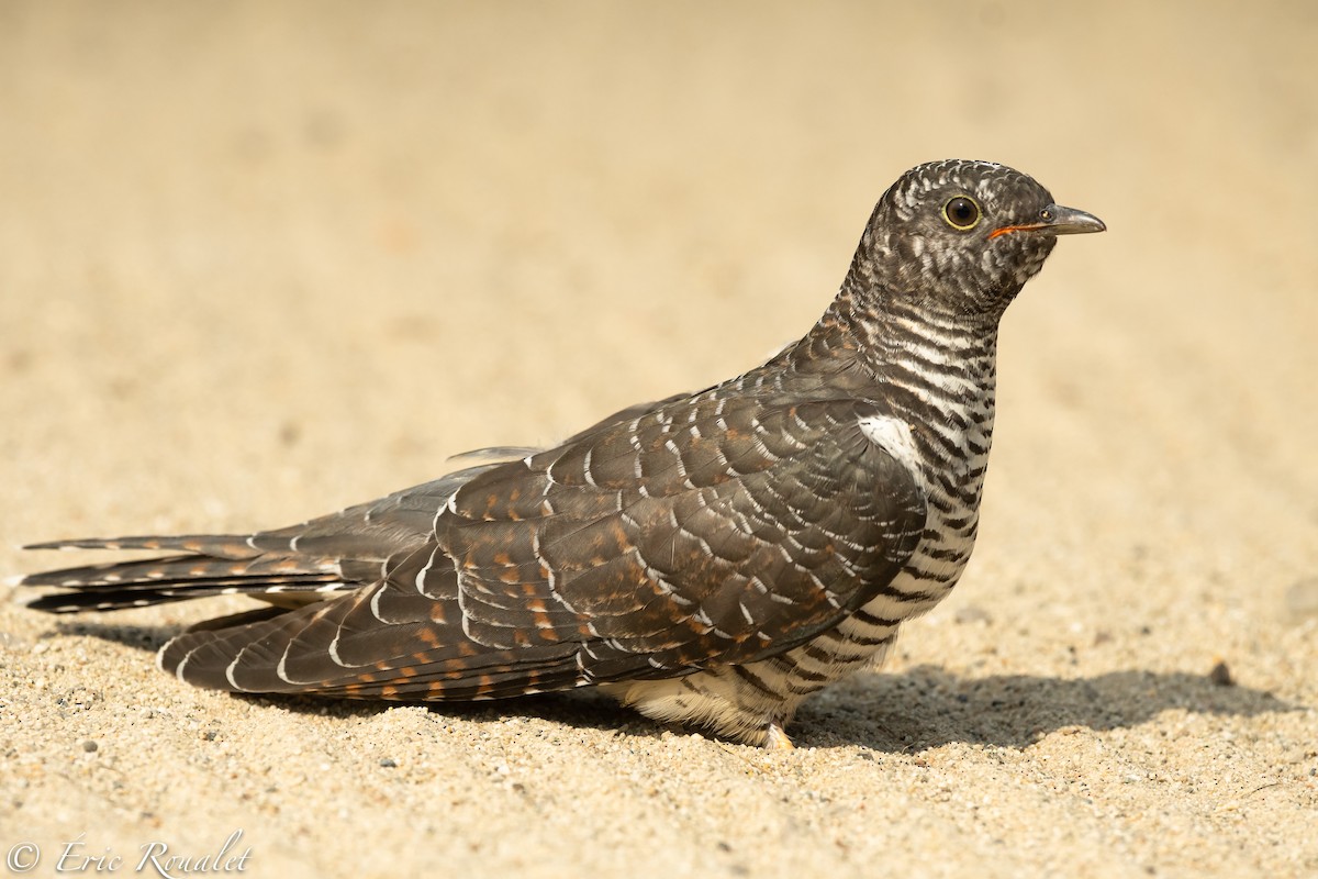 Common Cuckoo - Eric Francois Roualet