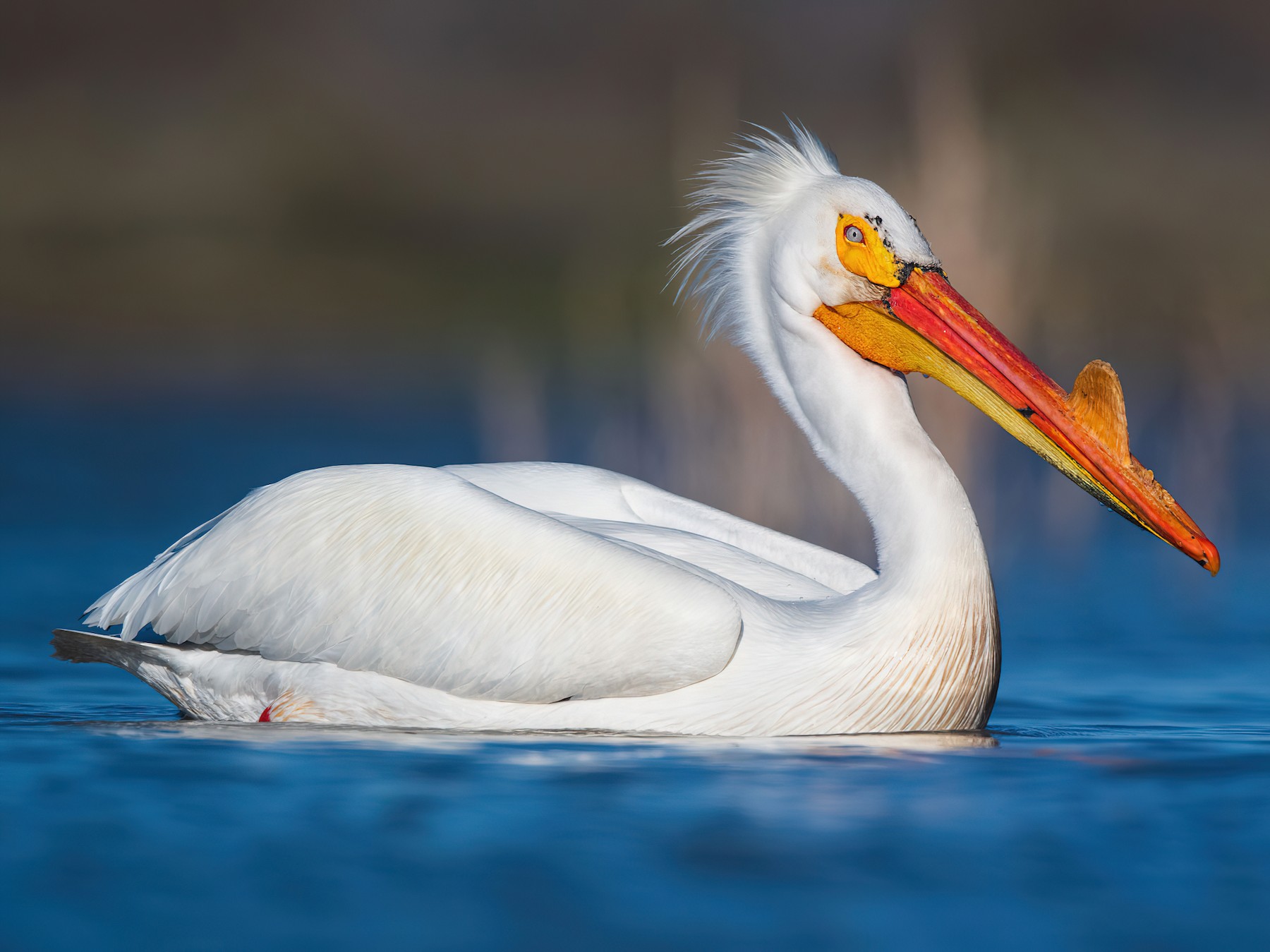 American White Pelican - Gerrit Vyn