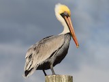 Brown Pelican - Range Map: Breeding - EBird Status And Trends