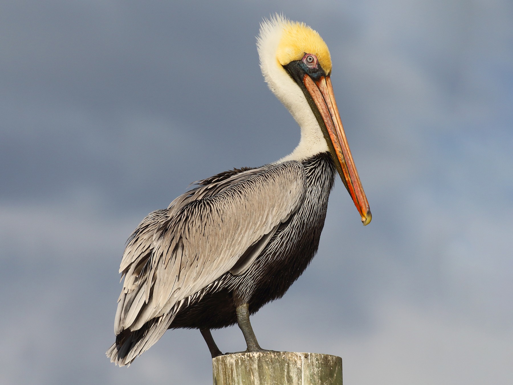 Bruine Pelikaan eBird