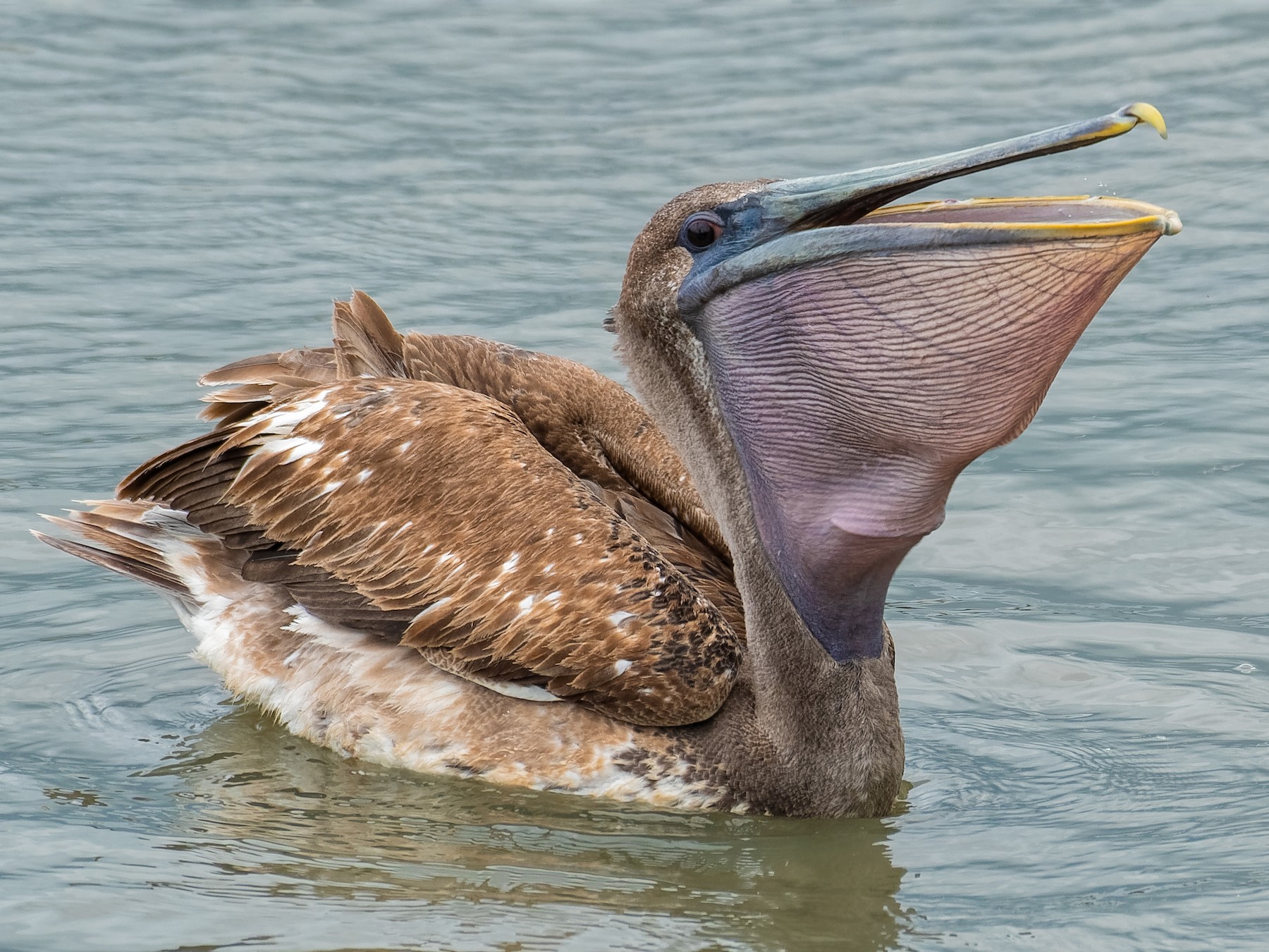 Brown Pelican - Don Danko