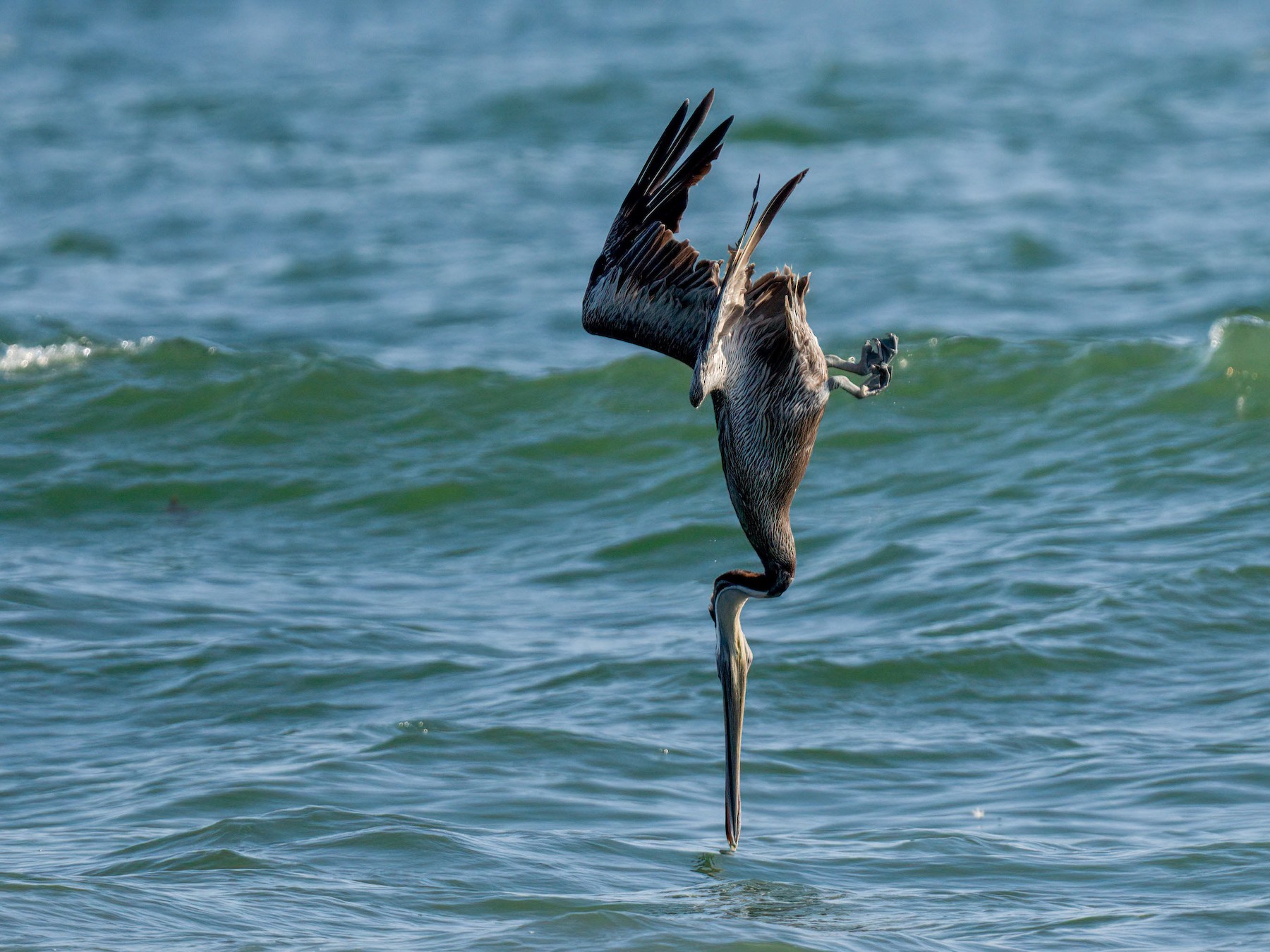 Brown Pelican - Andrew Newmark