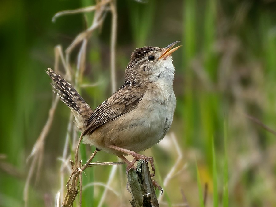 Grass Wren - eBird