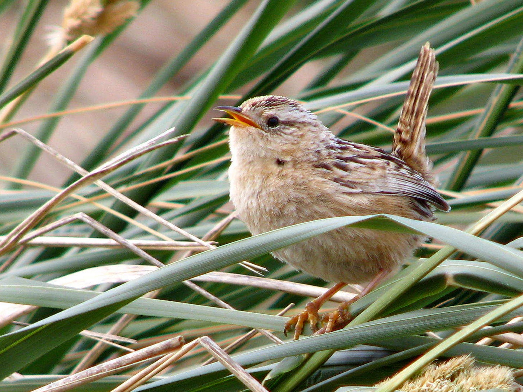 Ratonera Aperdizada - eBird
