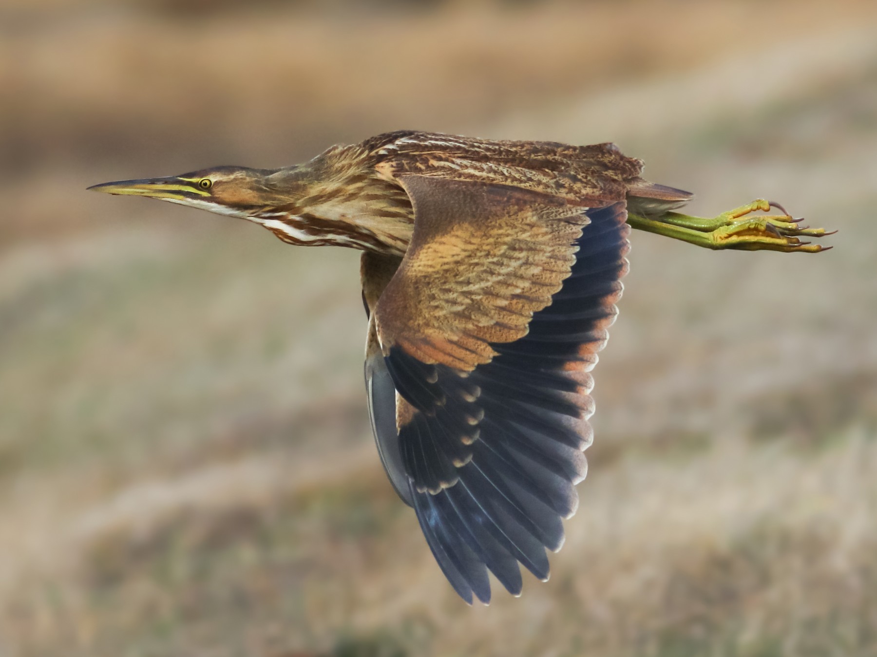 American Bittern - Nathan Dubrow