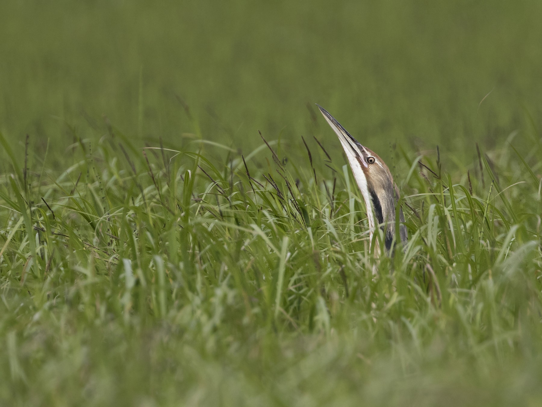 American Bittern Ebird