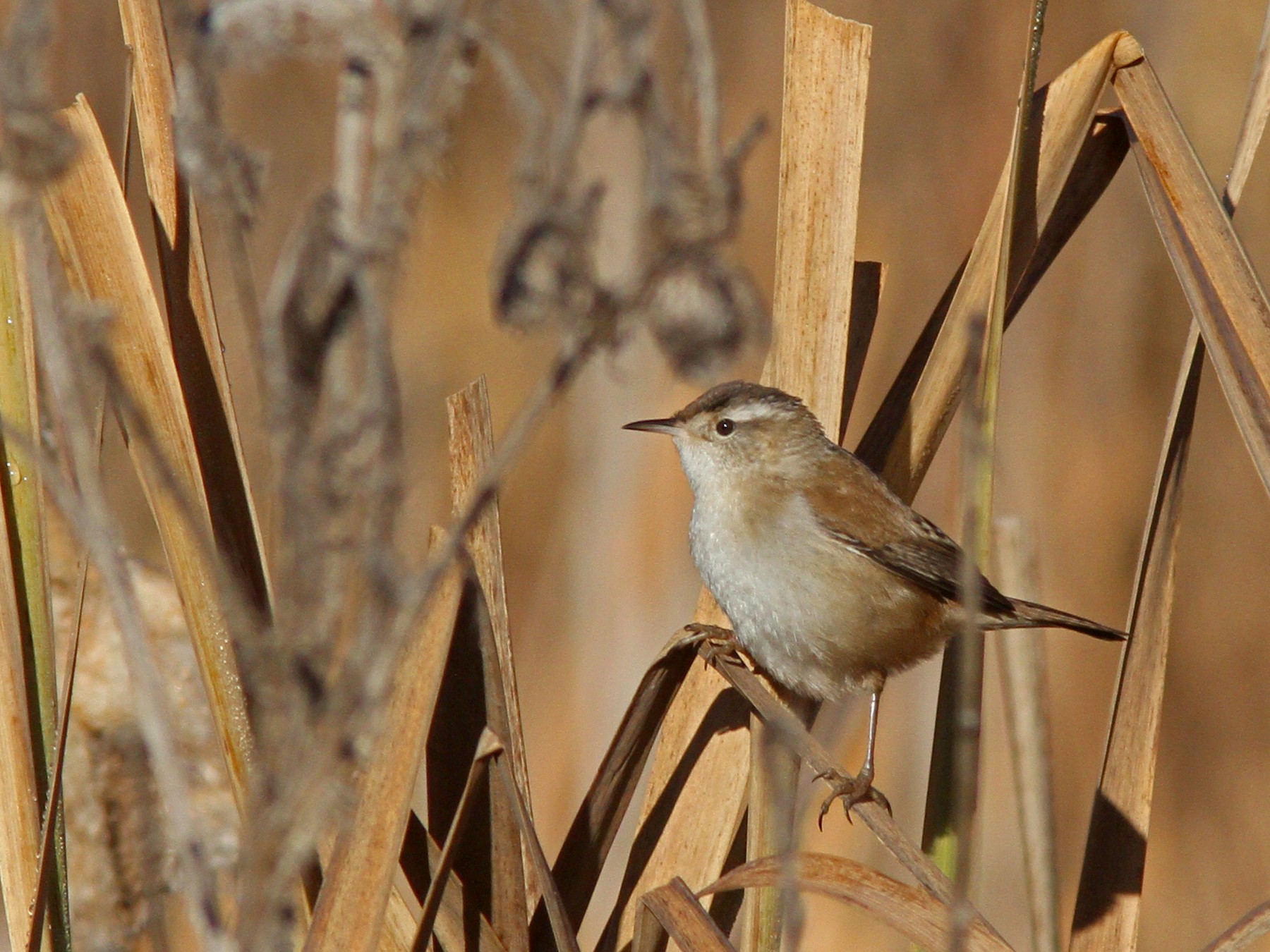 Marsh Wren - Larry Therrien