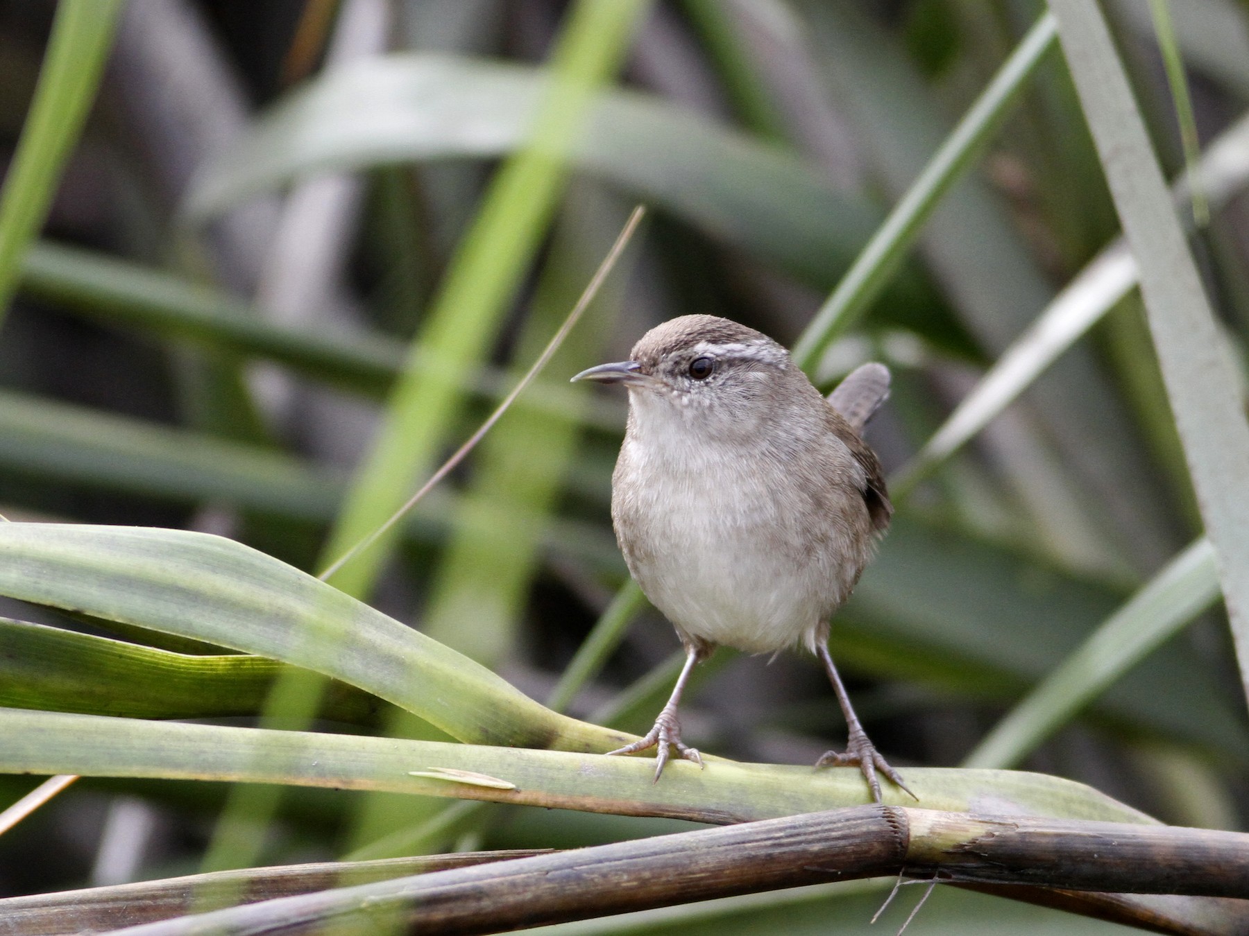 Marsh Wren MarylandDC Breeding Bird Atlas